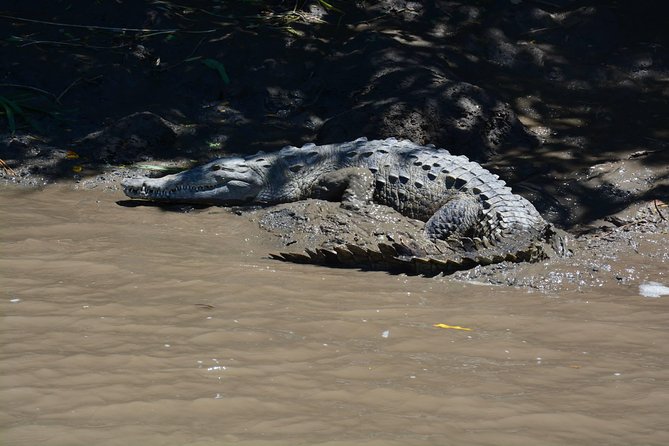 Palo Verde Wildlife Tour From Playa Hermosa-Coco Beach - Ecosystem Insights