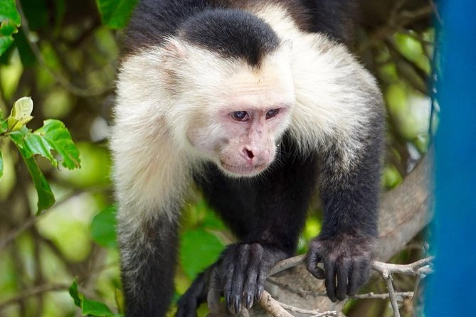 Palo Verde Wildlife Tour From Playa Hermosa-Coco Beach - Visitor Requirements