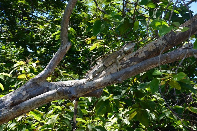 Palo Verde Wildlife Tour From Playa Hermosa-Coco Beach - Booking Details