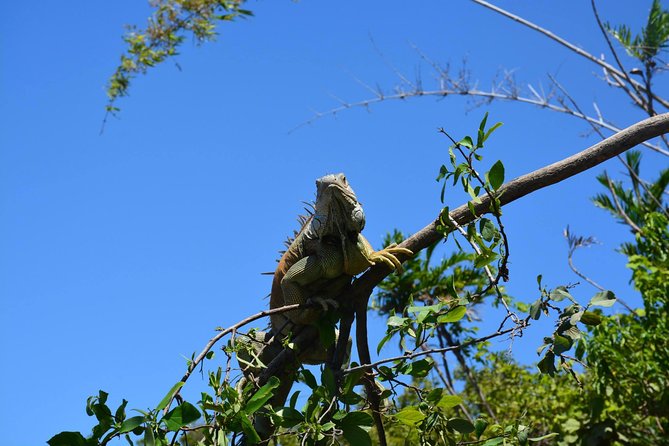 Palo Verde Wildlife Tour From Playa Hermosa-Coco Beach - Scenic Countryside Drive