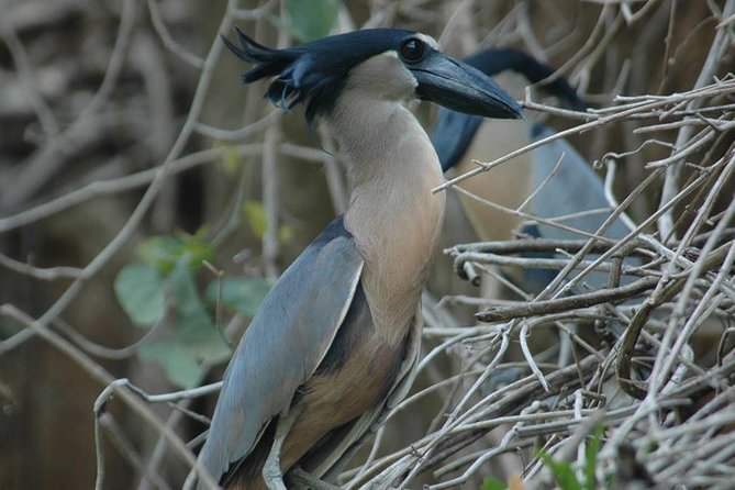 Palo Verde Wildlife Tour From Tamarindo - River Cruise Experience