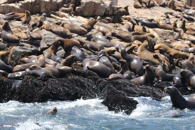 Palomino Islands Sea Lion Swimming Tour From Lima - Key Points