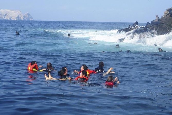 Palomino Islands Sea Lion Swimming Tour From Lima - Health and Safety