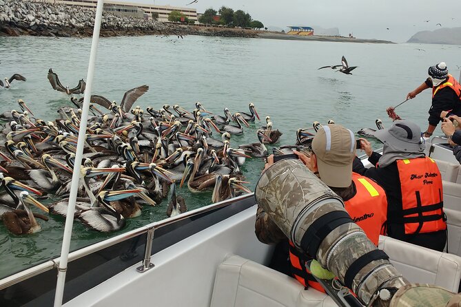 Palomino Islands Sea Lion Swimming Tour From Lima - Interact With Sea Lions