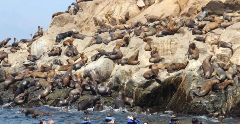 Palomino Islands: Swim With Sea Lions in the Pacific Ocean - Itinerary and Activities