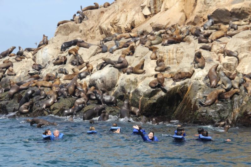 Palomino Islands: Swim With Sea Lions in the Pacific Ocean - Inclusions and Fees