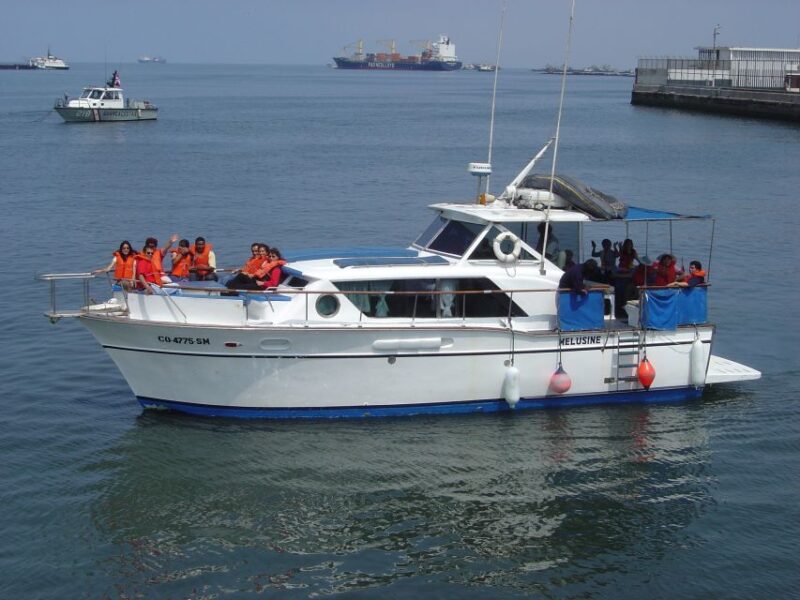 Palomino Islands: Swim With Sea Lions in the Pacific Ocean - Important Considerations