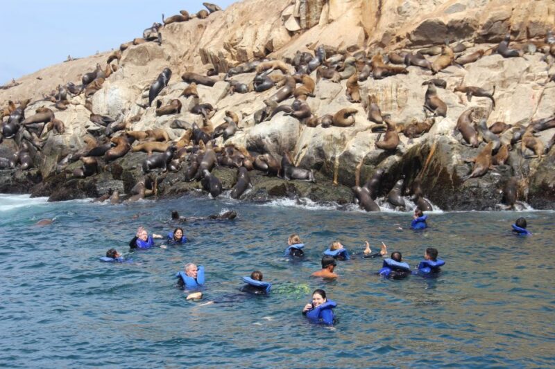 Palomino Islands: Swim With Sea Lions in the Pacific Ocean - Customer Feedback
