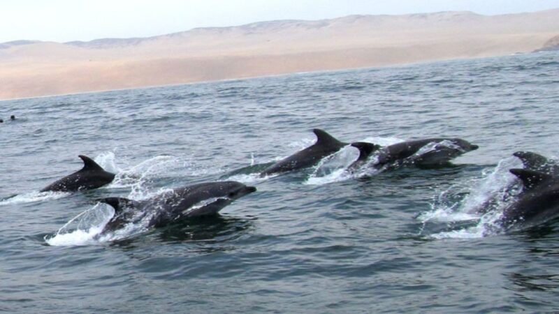 Palomino Islands - Swimming With Sea Lions - Key Points
