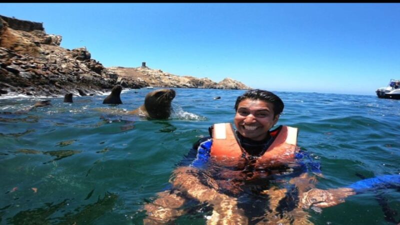 Palomino Islands - Swimming With Sea Lions - Experience Highlights