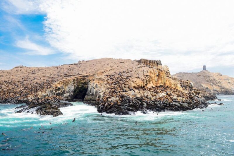 Palomino Islands - Swimming With Sea Lions - Inclusions