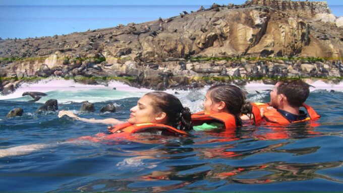 Palomino Islands - Swimming With Sea Lions - Memorable Encounters