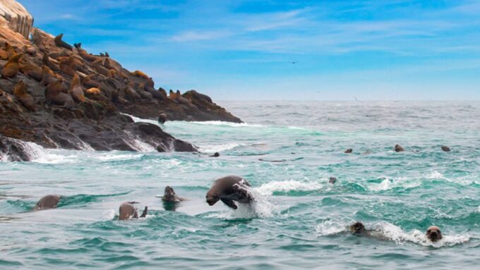 Palomino Islands - Swimming With Sea Lions - Frequently Asked Questions