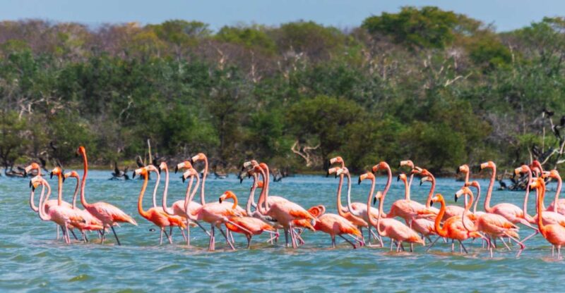 Palomino: Sanctuary of Flamingos Day Tour - Frequently Asked Questions