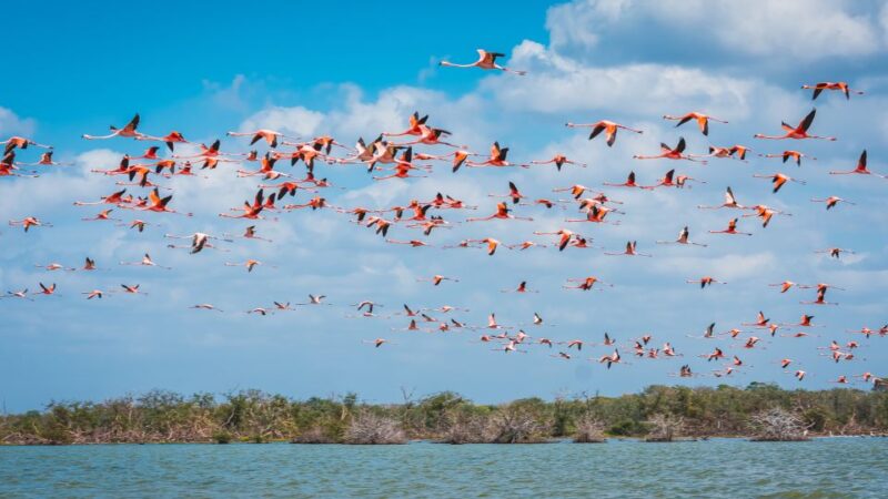 Palomino: Sanctuary of Flamingos Day Tour - Itinerary