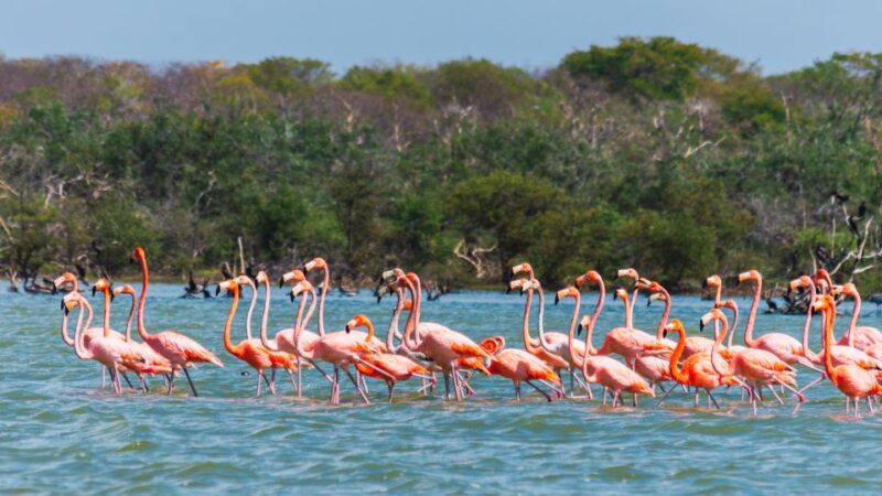 Palomino: Sanctuary of Flamingos Day Tour - Sanctuary of Flamingos