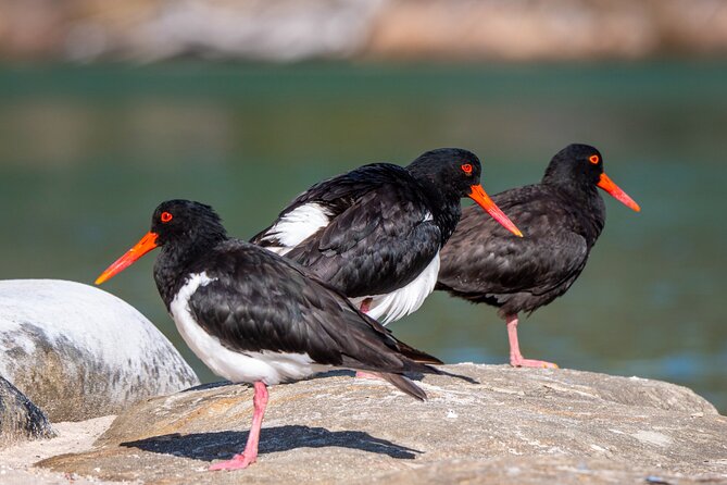 Pambula River Kayaking Tour - Meeting Details