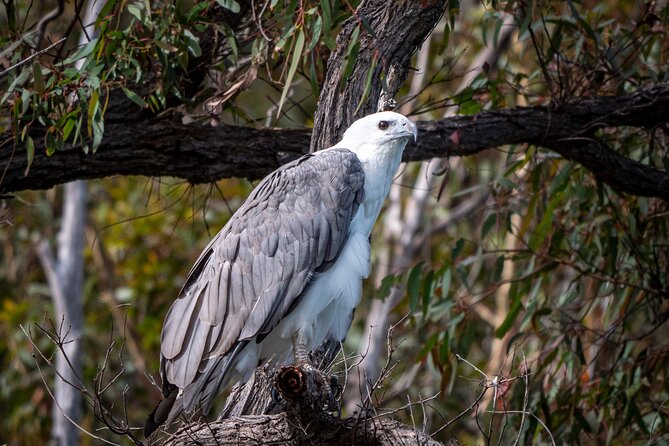 Pambula River Kayaking Tour - Difficulty Level