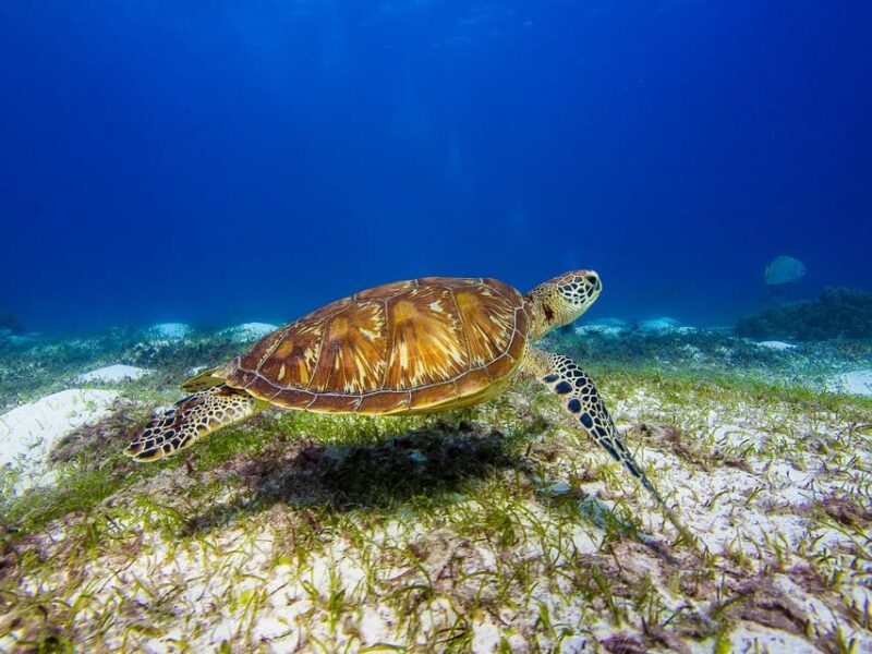 Pamilacan Island: Dolphins, Snorkel, Lunch and Walking Tour - Transportation to Pamilacan
