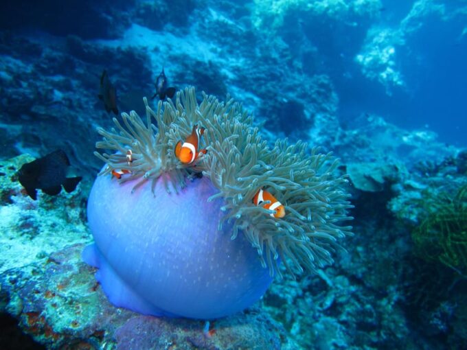 Pamilacan Island: Dolphins, Snorkel, Lunch and Walking Tour - Frequently Asked Questions