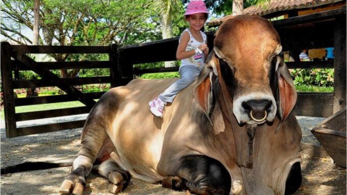 Panaca Park Tour From Pereira or Armenia - Important Information