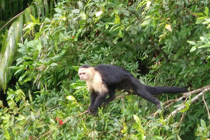 Panama Canal Tour and Gatun Lake Ecotour - Experience and Wildlife Sightings