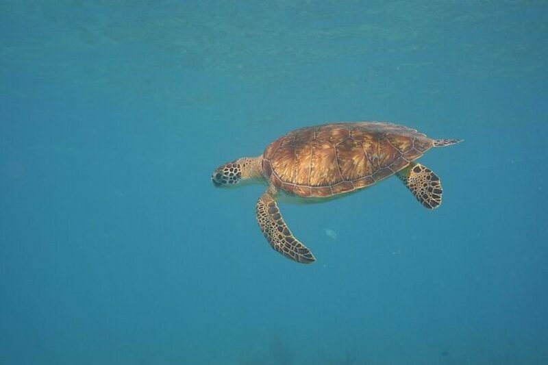 Panama City Beach: Beginners Scuba Diving Tour - Practical Tips for Your Tour