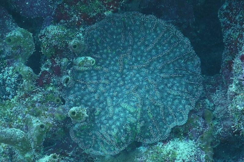 Panama City Beach: Beginners Scuba Diving Tour - FAQ