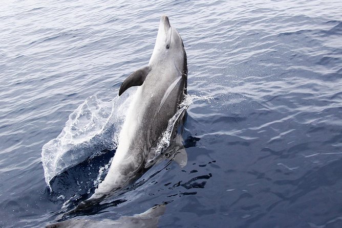 Panama City Beach Dolphin Sightseeing Sail - Whats Included in the Tour