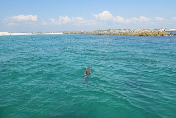 Panama City Beach Dolphin Sightseeing Sail - Maximum Capacity and Age Restrictions