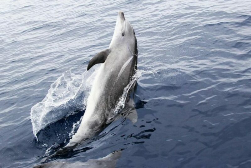 Panama City Beach: Dolphin Sightseeing Trip by Catamaran - An Overview of the Experience