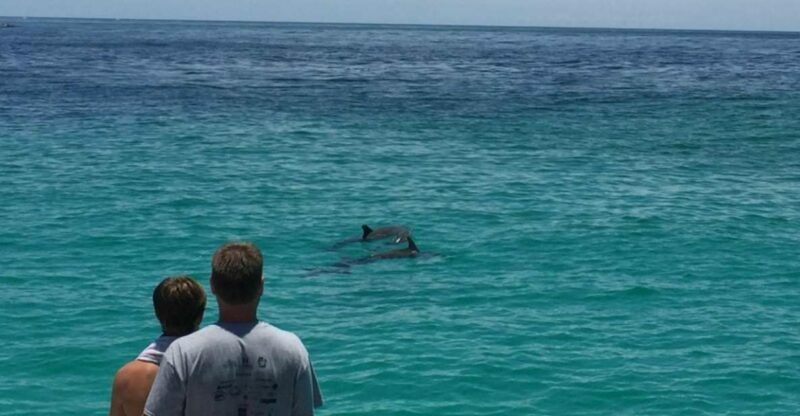 Panama City Beach: Dolphin Sightseeing Trip by Catamaran - Key Points