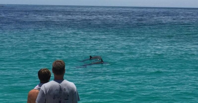 Panama City Beach: Dolphin Watching Trip by Catamaran - Meeting and Check-in