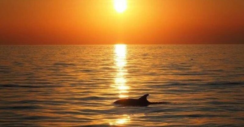 Panama City Beach: Sunset Catamaran Cruise - Customer Feedback and Ratings
