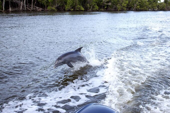 Panama City: Sunset Dolphin Cruise in St. Andrews Bay - Frequently Asked Questions