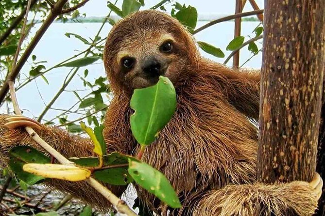 Panama Eco Adventure: Gatun Lake, Aerial Tram & Sloth Sanctuary - Scenic Boat Trip on Gatun Lake
