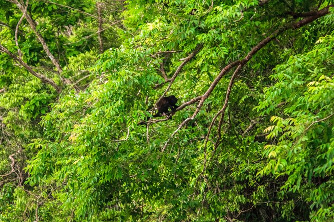 Panama Eco Adventure: Gatun Lake, Aerial Tram & Sloth Sanctuary - Discovering Monkey Island, Frogs, and More