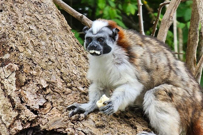 Panama Gatun Lake Boat Tour & Canal Visitor Center - Pickup and Meeting Details