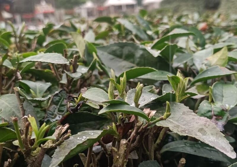 Panda and Green Tea Making Tour - Transportation and Logistics
