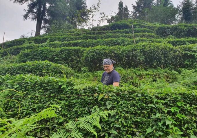Panda and Green Tea Making Tour - Panda Center Details