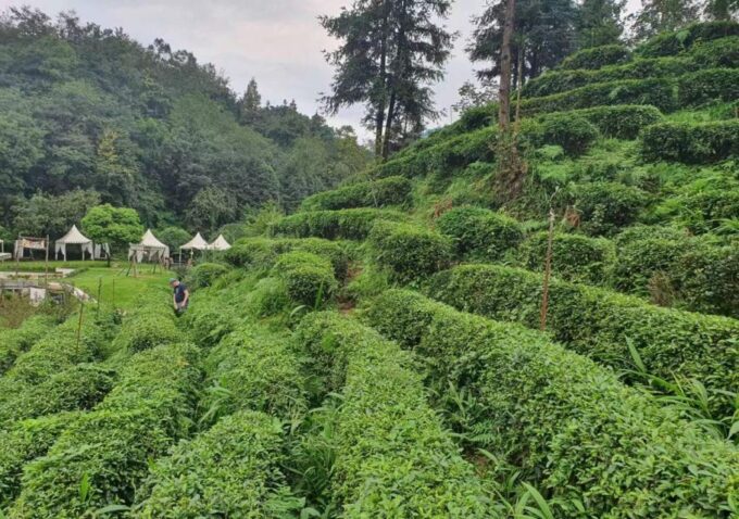 Panda and Green Tea Making Tour - Booking and Customization