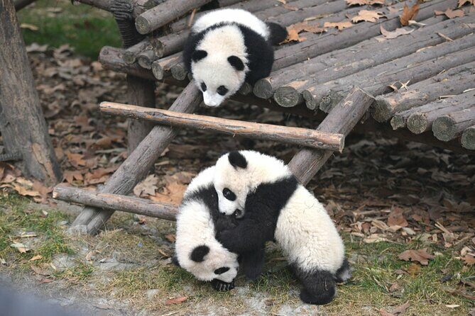 Panda and Leshan Buddha Private Tour - Key Points