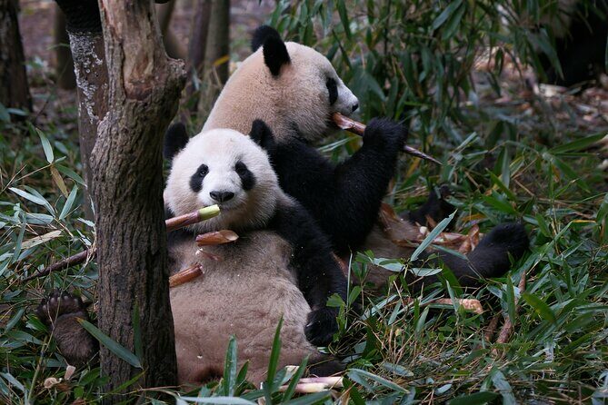 Panda and Leshan Buddha Private Tour - What’s Included and What to Keep in Mind