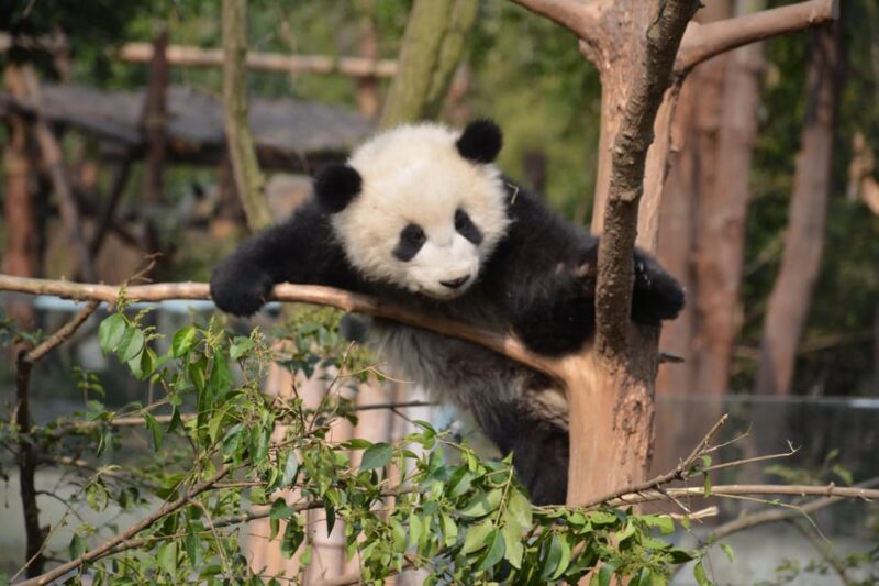 Panda Base Day Tour in Sichuan Chengdu - Key Points