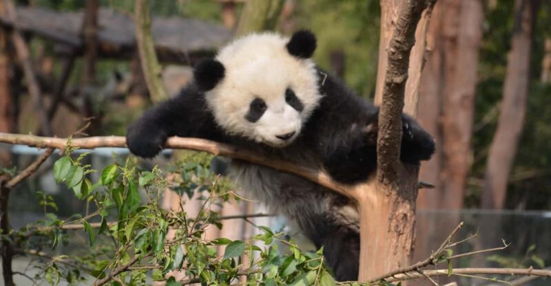 Panda Base Day Tour in Sichuan Chengdu - Itinerary Highlights