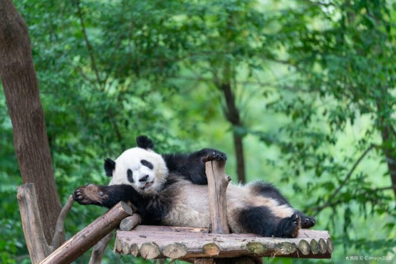 Panda Base Day Tour in Sichuan Chengdu - Panda Base Information