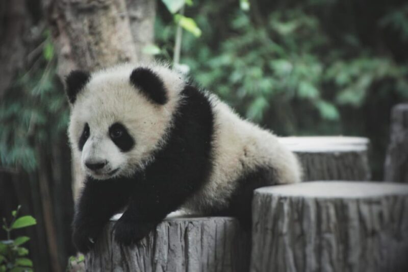 Panda Base Day Tour in Sichuan Chengdu - Important Information and Restrictions