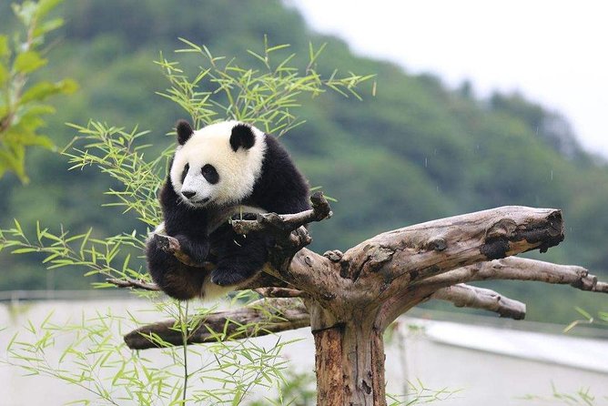 Panda Base Leshan Buddha Day Trip From Chengdu - Pricing and Booking Details