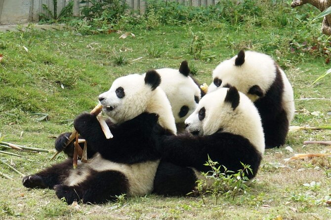 Panda Leshan Buddha Mt Emei 2 Days Trip Included 1 Night Stay - Discovering Mount Emeis Wonders