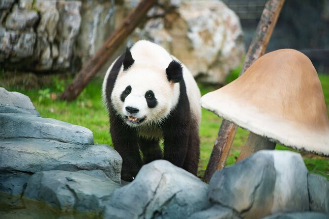 Panda Leshan Buddha Mt Emei 2 Days Trip Included 1 Night Stay - Trip Ratings and Reviews